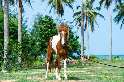 View of a horse on field