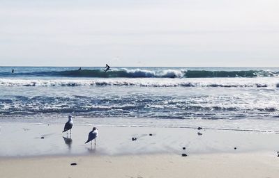 Seagulls on beach