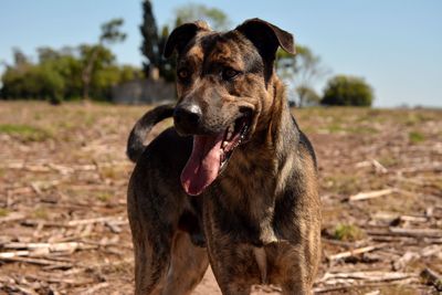 Close-up of dog on field against sky