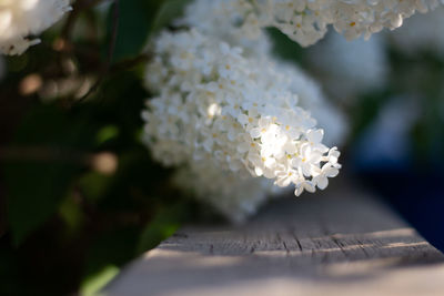 Close-up of white flowering plant