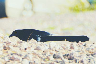 Close-up of plant against blurred background