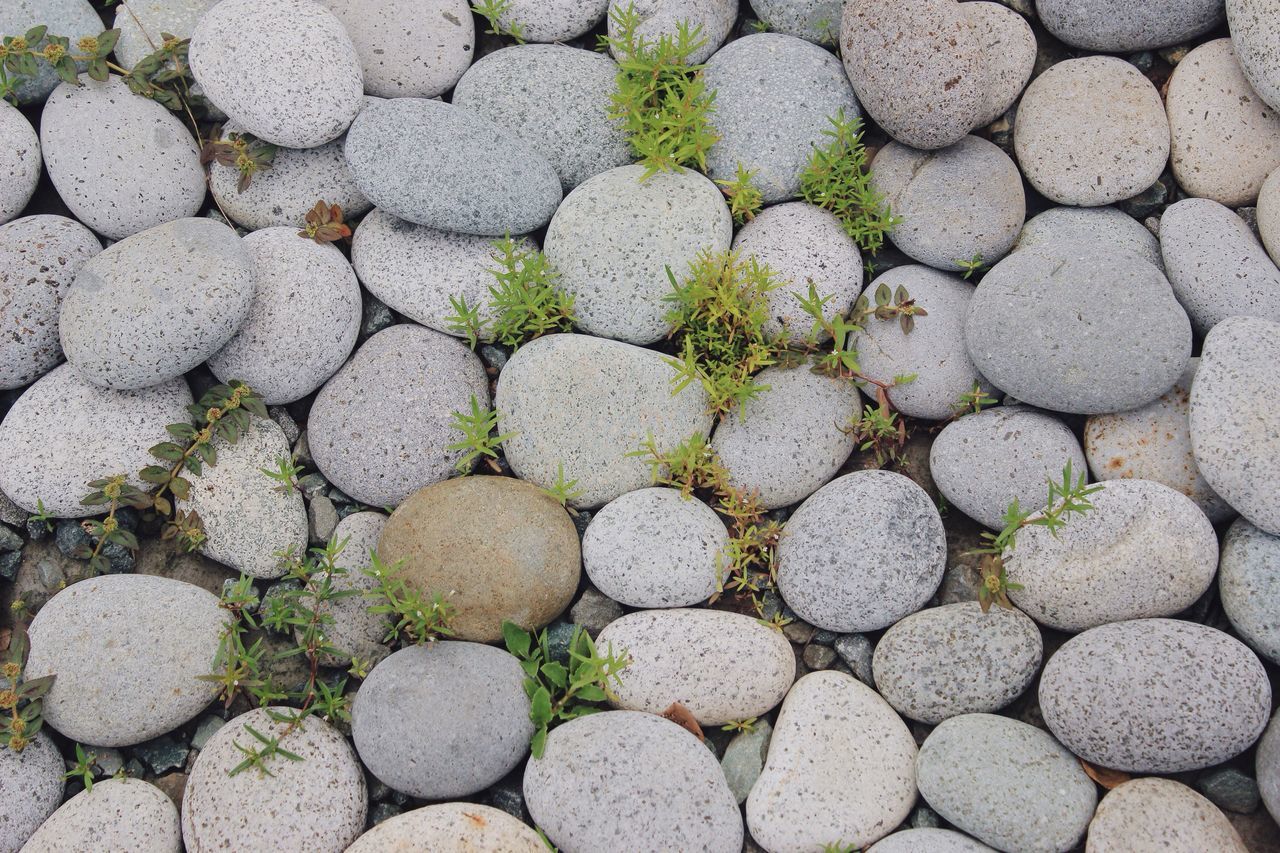 stone - object, backgrounds, full frame, pebble, high angle view, plant, day, growth, green color, nature, stone, stone material, outdoors, no people, contrasts, tranquility, green, extreme close up, footpath, large group of objects, growing, order, multi colored