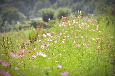 Close-up of pink flowers growing in field