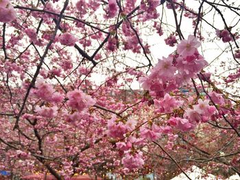 Low angle view of pink flowers blooming on tree