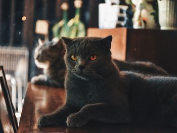 Close-up portrait of a cat