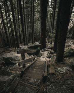 Trees in forest