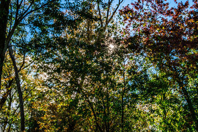 Low angle view of trees in forest against sky