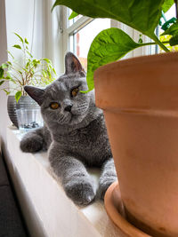 Portrait of cat sitting in a pot