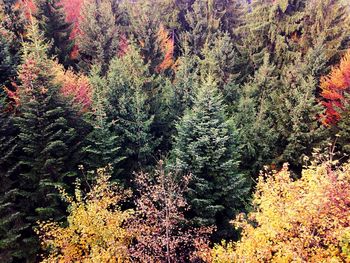 Pine trees in forest during autumn