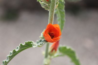 Close-up of orange flower blooming outdoors