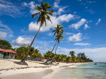 Palm trees on beach against sky