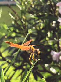 Close-up of insect on leaf