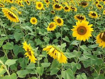 Full frame shot of sunflower field