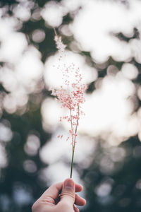 Cropped hand holding flower against sky