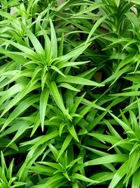 Full frame shot of fresh green plants