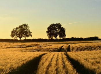 Scenic view of agricultural field against sky during sunset