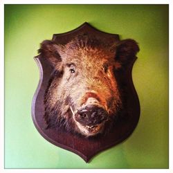 Close-up portrait of a dog