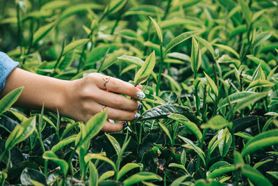 Close-up of woman hand holding plants