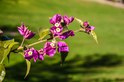 Close-up of pink flowers blooming outdoors