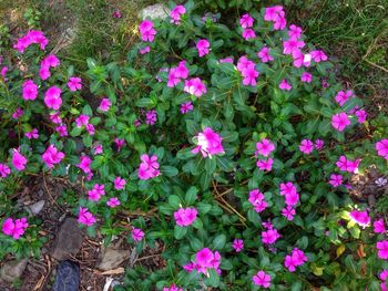 High angle view of pink flowering plants on field