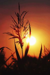 Silhouette of plant at sunset