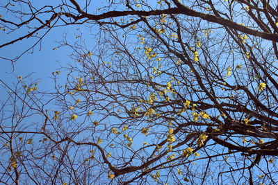 Low angle view of tree against clear sky