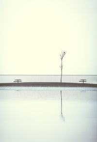 Reflection of bare tree in lake against clear sky