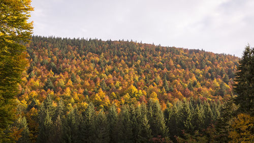 Plants growing on field against sky