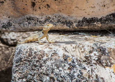 Close-up of lizard on rock