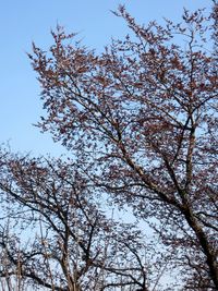 Low angle view of tree against clear blue sky