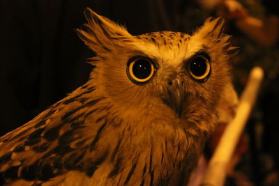 Close-up portrait of owl