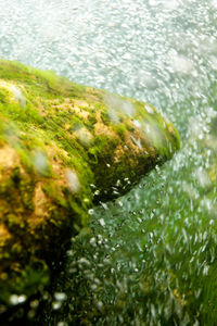 High angle view of moss growing in lake