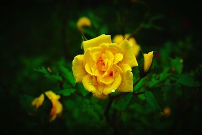 Close-up of yellow flower blooming at night