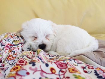 White dog sleeping on bed at home