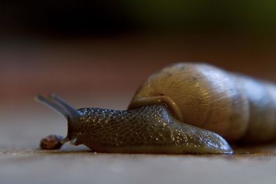 Close-up of snail