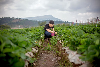 Farmer examining vegetables growing on farm