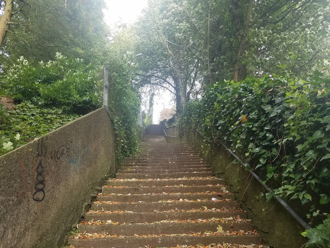 FOOTPATH AMIDST PLANTS IN PARK