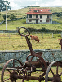 Horse cart on field by window of house