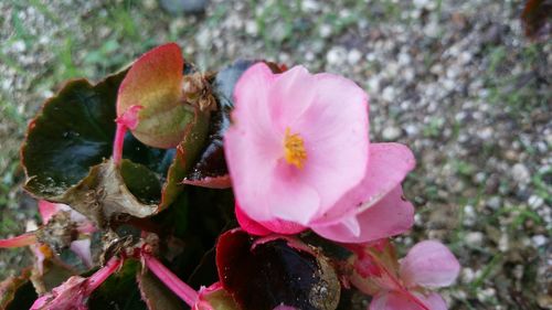 Close-up of pink flowers blooming outdoors