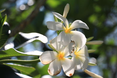 Close-up of white flowering plant