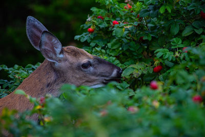 Close up of deer eating rosehips