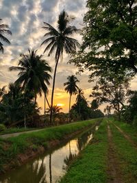 Scenic view of palm trees on landscape against sky during sunset