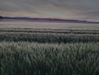 Scenic view of wheat field against sky