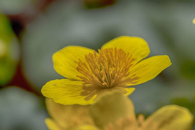 Close-up of yellow flower blooming outdoors