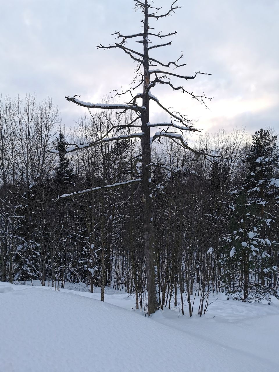 BARE TREES ON SNOWY FIELD AGAINST SKY