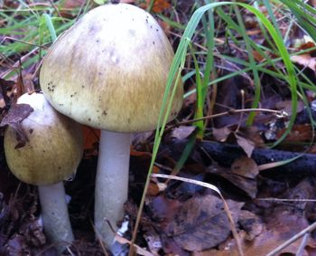 Close-up of mushroom growing on field