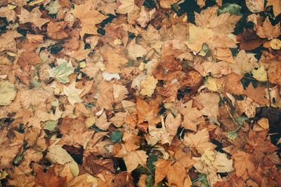 Full frame shot of dried autumn leaves