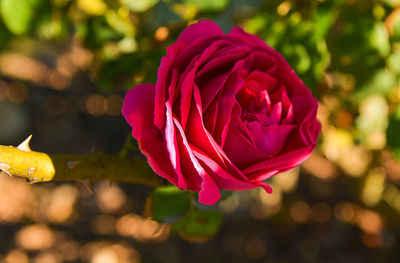 Close-up of rose blooming outdoors