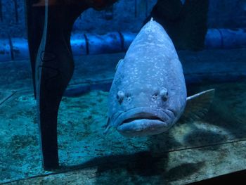 Fish swimming in sea at aquarium