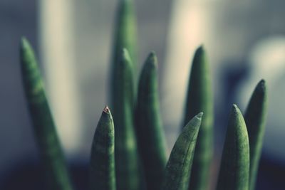 Close-up of succulent plant